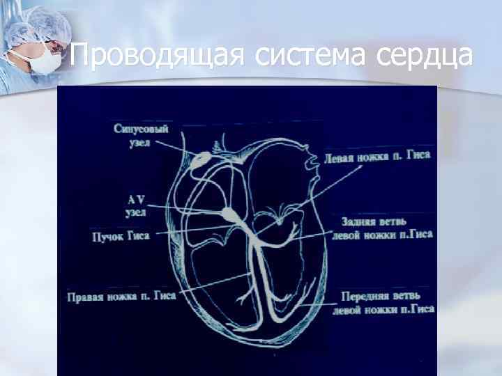 Проводящая система сердца 