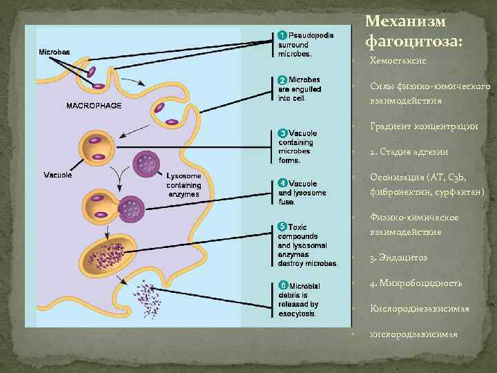 Механизм фагоцитоза: • Хемостаксис • Силы физико-химического взаимодействия • Градиент концентрации • 2. Стадия