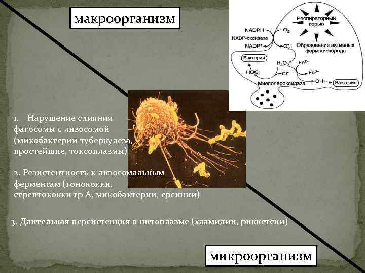 Физиологические функции микроорганизмов схема