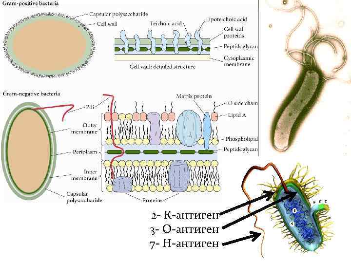 2 - К-антиген 3 - О-антиген 7 - Н-антиген 
