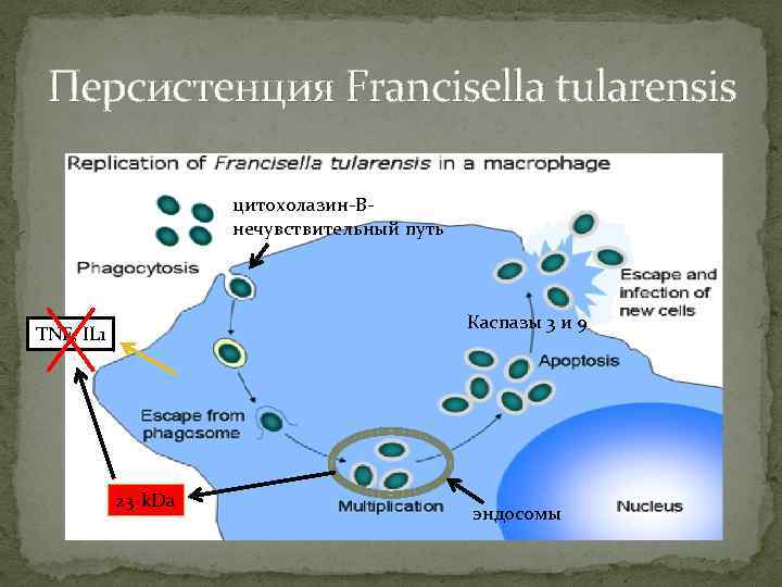 Персистенция Francisella tularensis цитохолазин-Внечувствительный путь Каспазы 3 и 9 TNF, IL 1 23 -k.