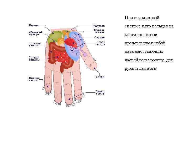 Схема су джок на руке