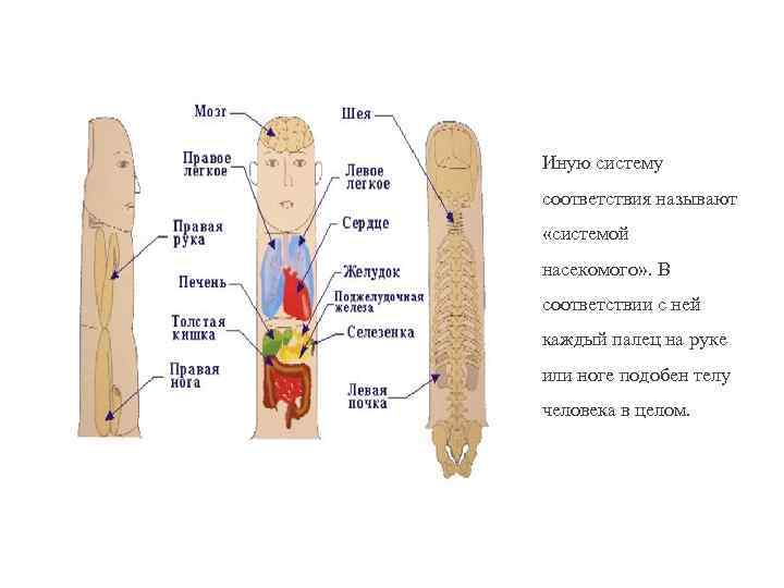 Система насекомого су джок картинки