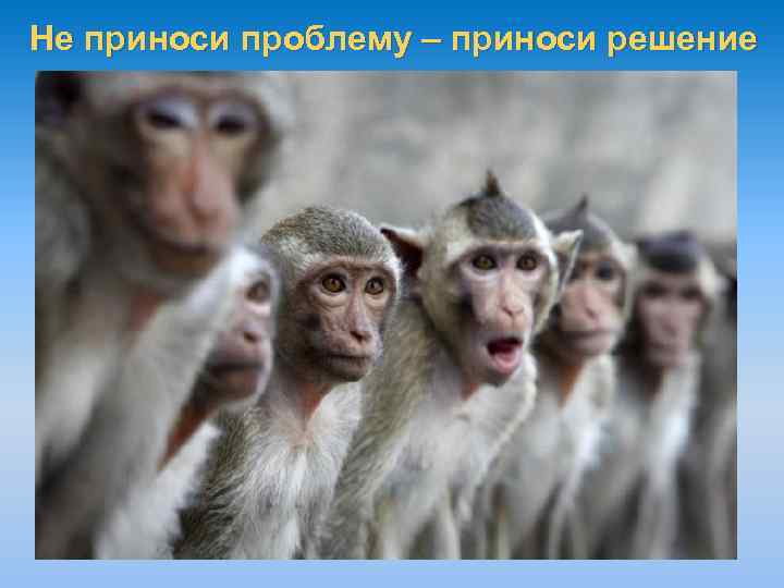 Не приноси проблему – приноси решение 