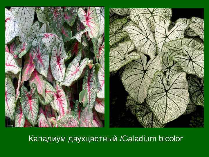  Каладиум двухцветный /Caladium bicolor 