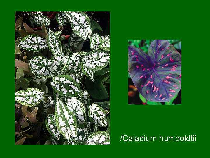 /Caladium humboldtii 