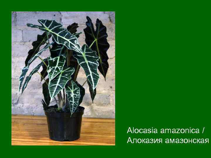 Alocasia amazonica / Алоказия амазонская 