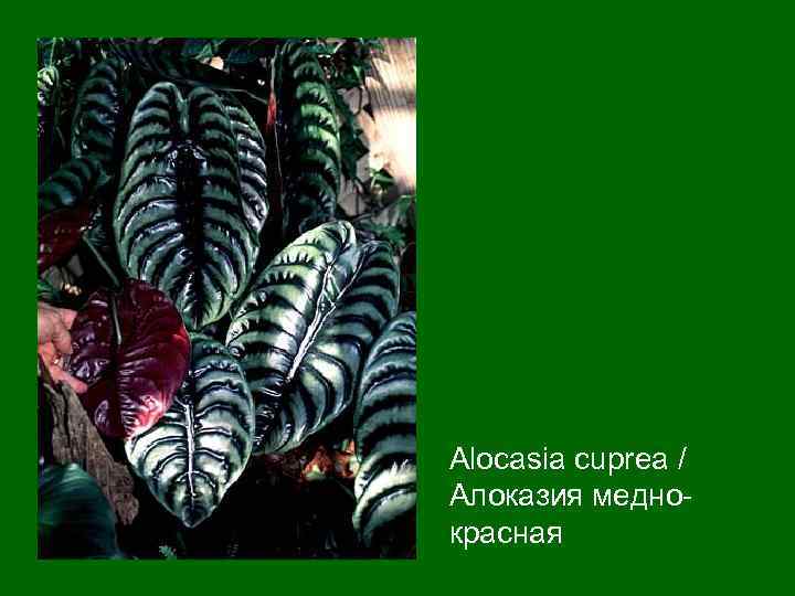 Alocasia cuprea / Алоказия меднокрасная 