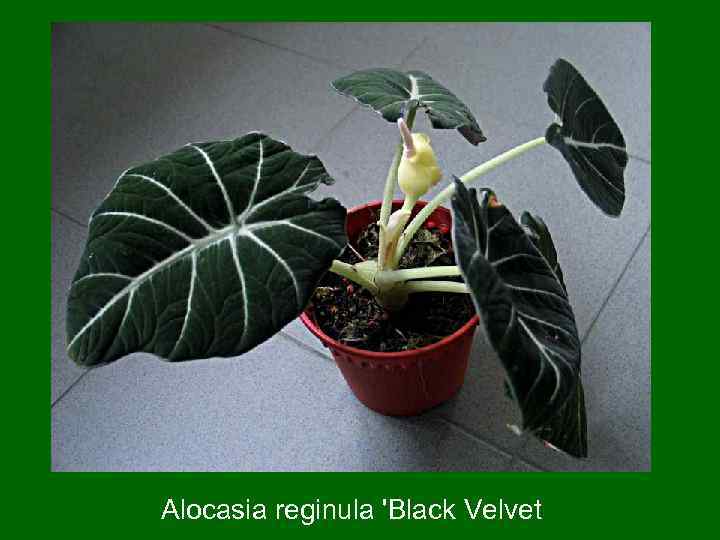 Alocasia reginula 'Black Velvet 