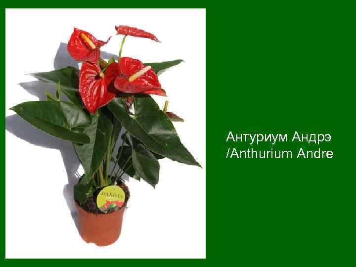 Антуриум Андрэ /Anthurium Andre 