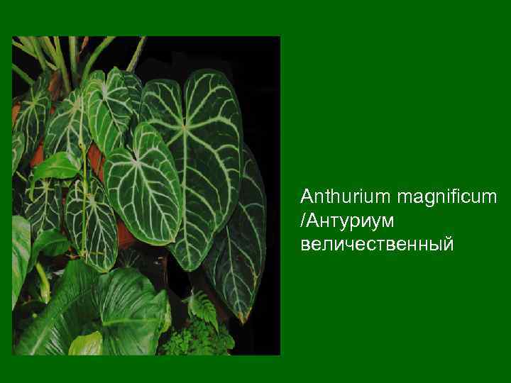 Anthurium magnificum /Антуриум величественный 