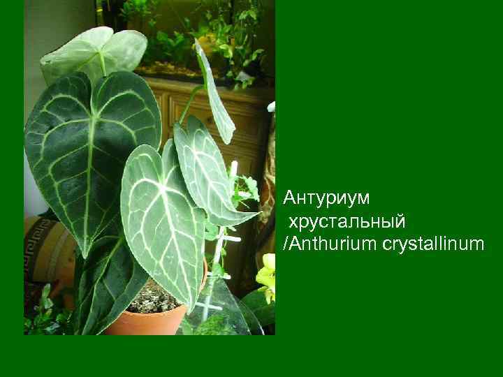 Антуриум хрустальный /Anthurium crystallinum 