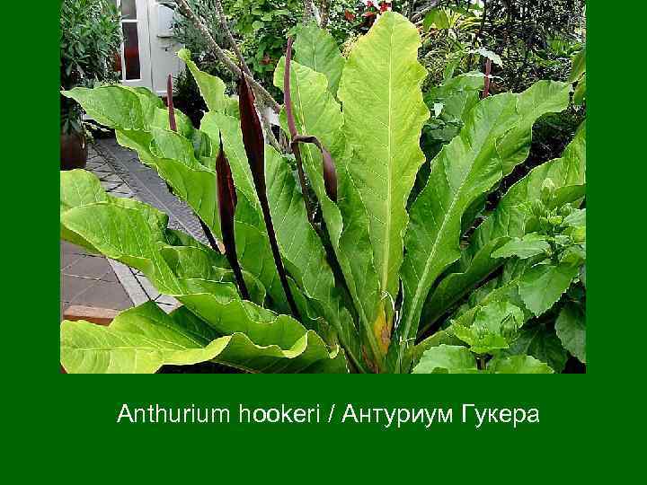 Anthurium hookeri / Антуриум Гукера 