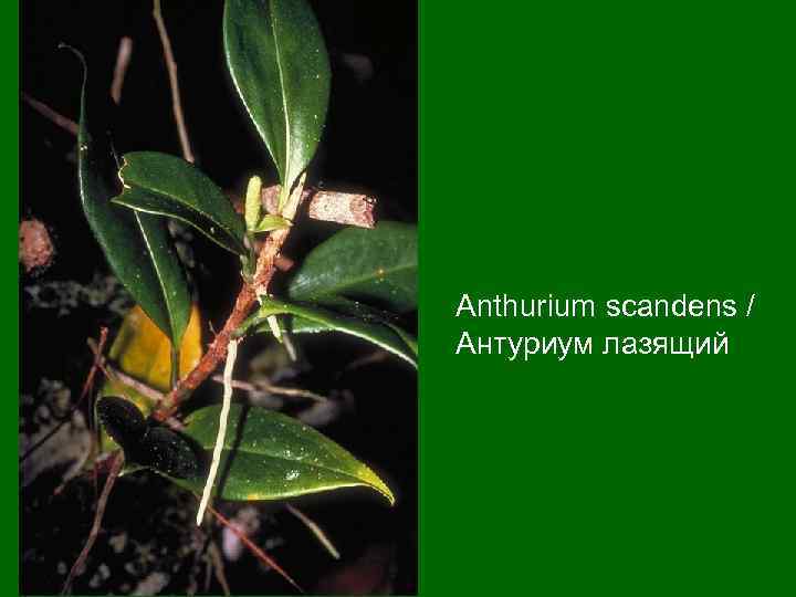 Anthurium scandens / Антуриум лазящий 