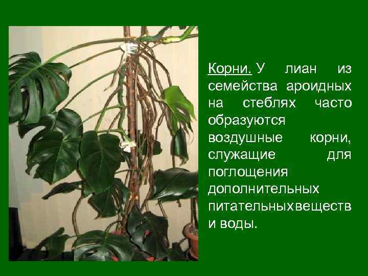 Корни. У лиан из семейства ароидных на стеблях часто образуются воздушные корни, служащие для