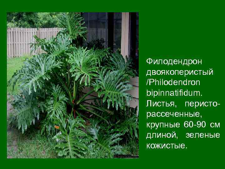 Филодендрон двоякоперистый /Philodendron bipinnatifidum. Листья, перисто- рассеченные, крупные 60 -90 см длиной, зеленые кожистые.