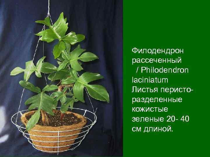 Филодендрон рассеченный / Philodendron laciniatum Листья перисторазделенные кожистые зеленые 20 - 40 см длиной.