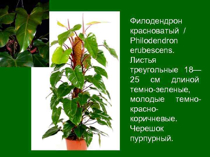 Филодендрон красноватый / Philodendron еrubescens. Листья треугольные 18— 25 см длиной темно-зеленые, молодые темнокраснокоричневые.