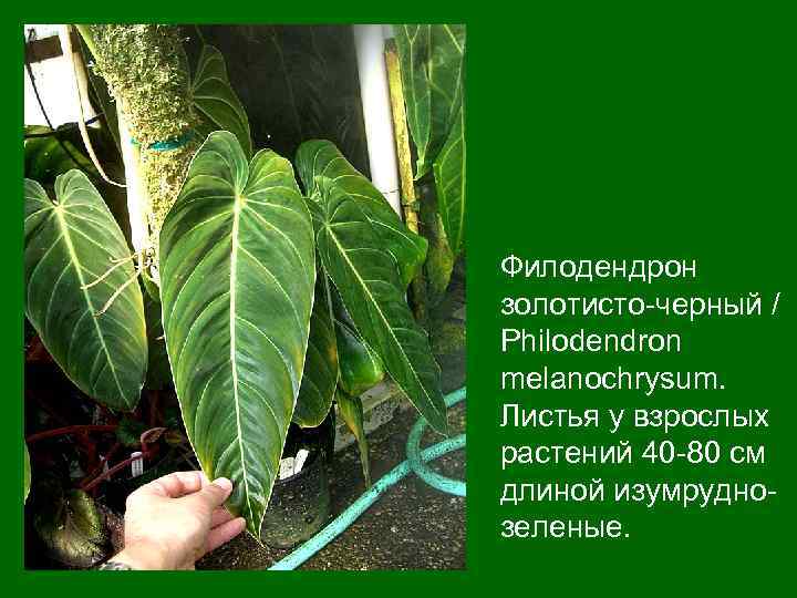 Филодендрон золотисто-черный / Philodendron melanochrysum. Листья у взрослых растений 40 -80 см длиной изумруднозеленые.