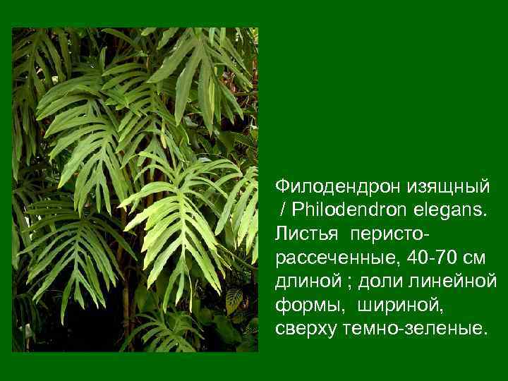 Филодендрон изящный / Philodendron еlegans. Листья перисторассеченные, 40 -70 см длиной ; доли линейной