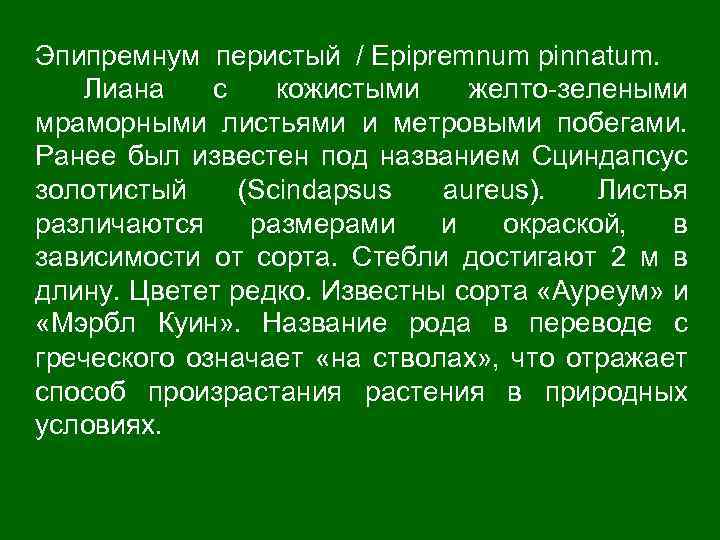 Эпипремнум перистый / Epipremnum pinnatum. Лиана с кожистыми желто-зелеными мраморными листьями и метровыми побегами.