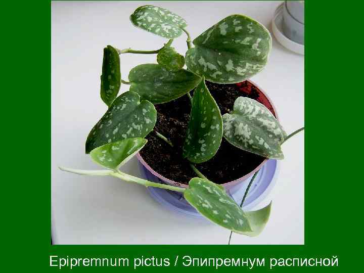 Epipremnum pictus / Эпипремнум расписной 