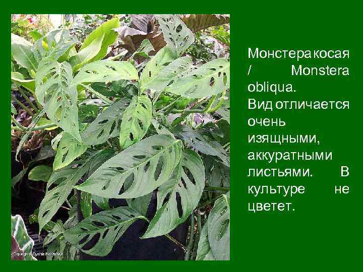 Монстера косая / Monstera obliqua. Вид отличается очень изящными, аккуратными листьями. В культуре не