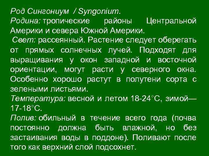 Род Сингониум / Syngonium. Родина: тропические районы Центральной Америки и севера Южной Америки. Свет: