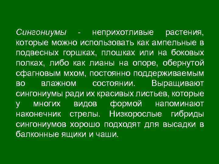 Сингониумы - неприхотливые растения, которые можно использовать как ампельные в подвесных горшках, плошках или