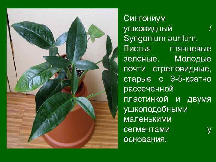 Сингониум ушковидный / Syngonium auritum. Листья глянцевые зеленые. Молодые почти стреловидные, старые с 3