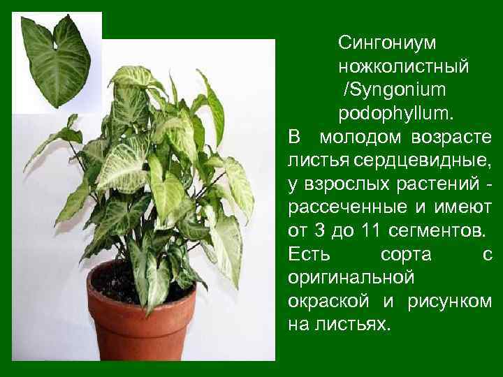 Сингониум ножколистный /Syngonium podophyllum. В молодом возрасте листья сердцевидные, у взрослых растений - рассеченные