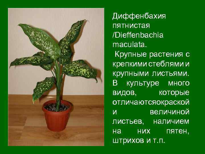 Диффенбахия пятнистая /Dieffenbachia maculatа. Крупные растения с крепкими стеблями и крупными листьями. В культуре