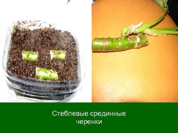 Стеблевые срединные черенки 