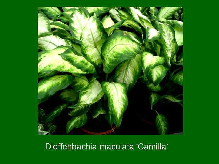 Dieffenbachia maculata 'Camilla' 