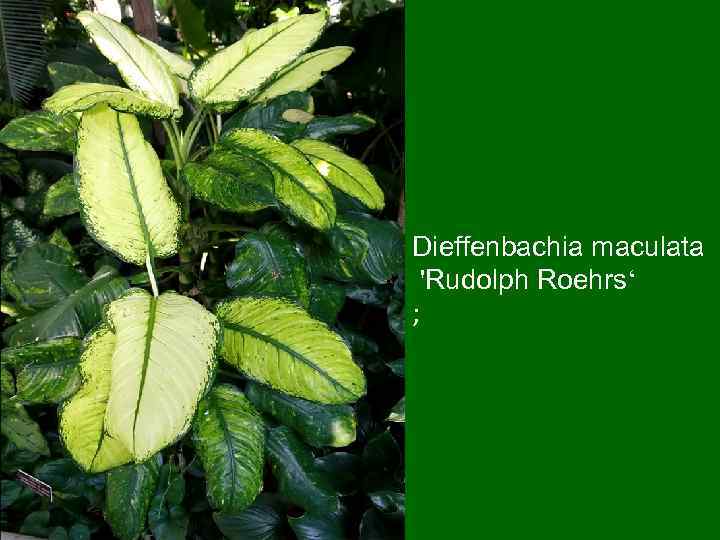 Dieffenbachia maculata 'Rudolph Roehrs‘ ; 