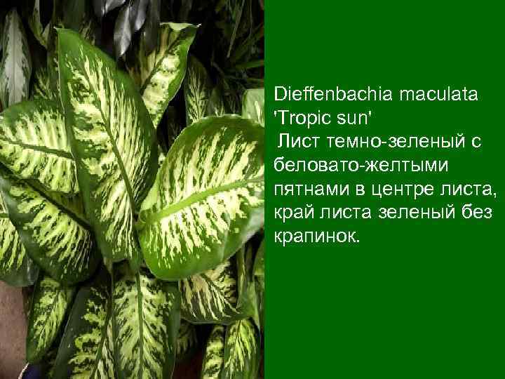 Dieffenbachia maculatа 'Tropic sun' Лист темно-зеленый с беловато-желтыми пятнами в центре листа, край листа