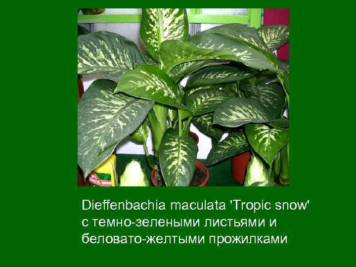 Dieffenbachia maculata 'Tropic snow' с темно-зелеными листьями и беловато-желтыми прожилками 