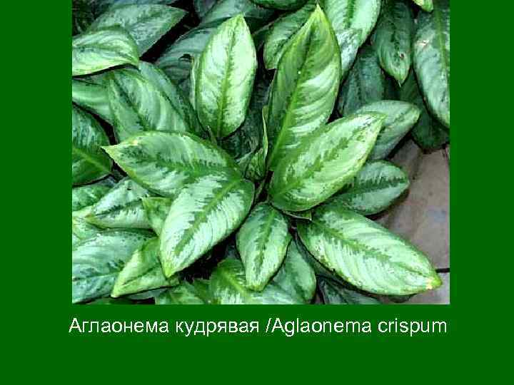 Аглаонема кудрявая /Aglaonema crispum 