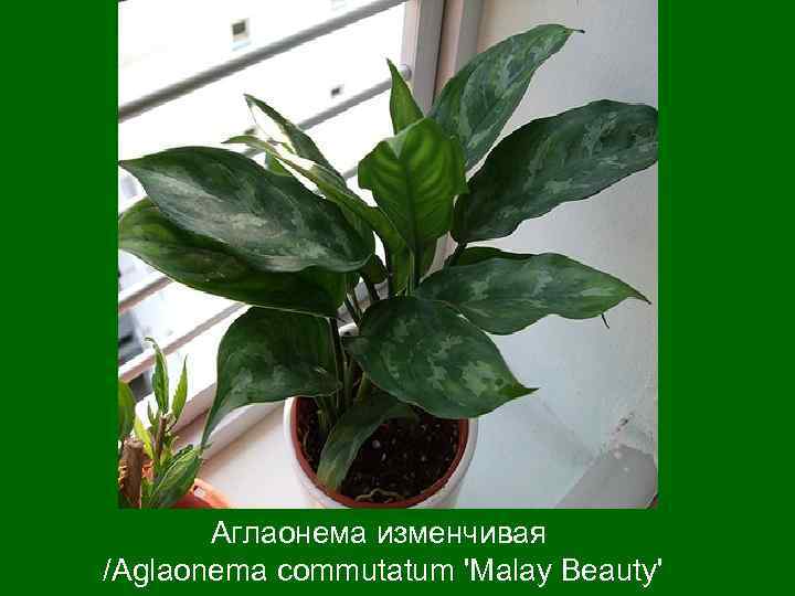 Аглаонема изменчивая /Aglaonema commutatum 'Malay Beauty' 