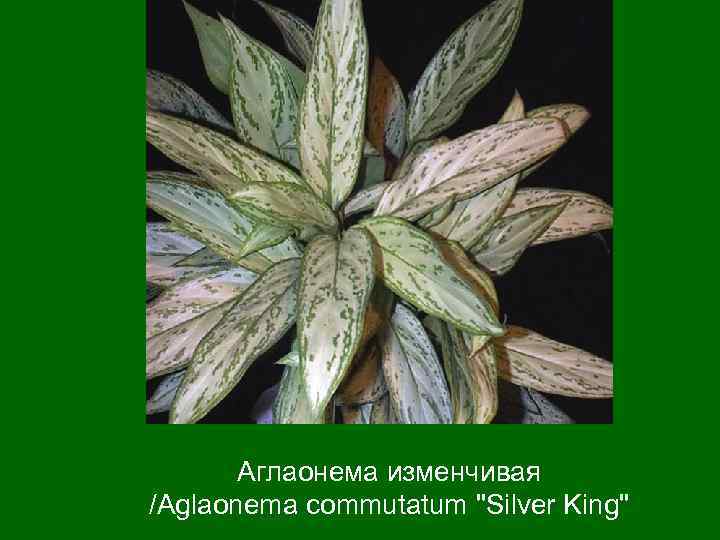  Аглаонема изменчивая /Aglaonema commutatum 