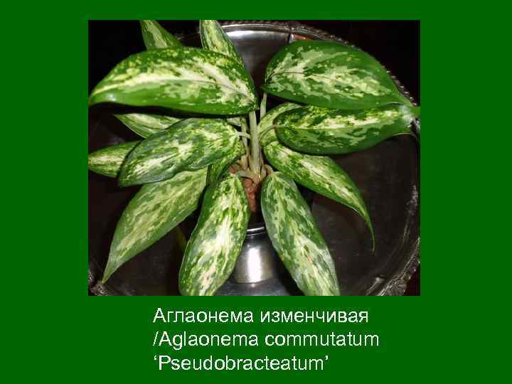 Аглаонема изменчивая /Aglaonema commutatum ‘Pseudobracteatum’ 