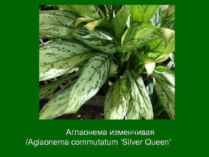 Аглаонема изменчивая /Aglaonema commutatum ‘Silver Queen’ 