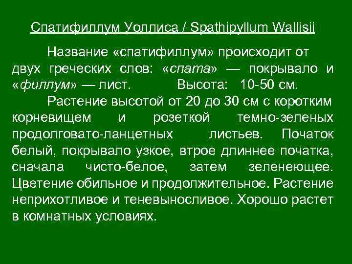 Спатифиллум Уоллиса / Spathipyllum Wallisii Название «спатифиллум» происходит от двух греческих слов: «спата» —