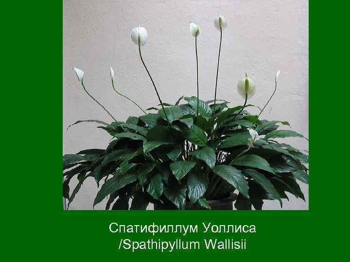 Спатифиллум Уоллиса /Spathipyllum Wallisii 