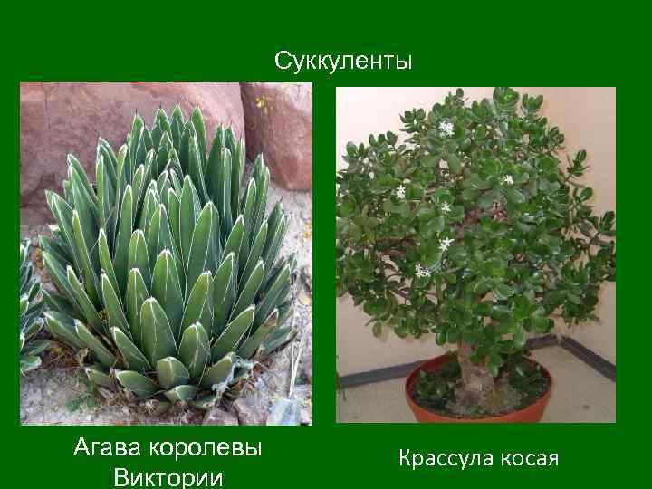 Суккуленты Агава королевы Виктории Крассула косая 