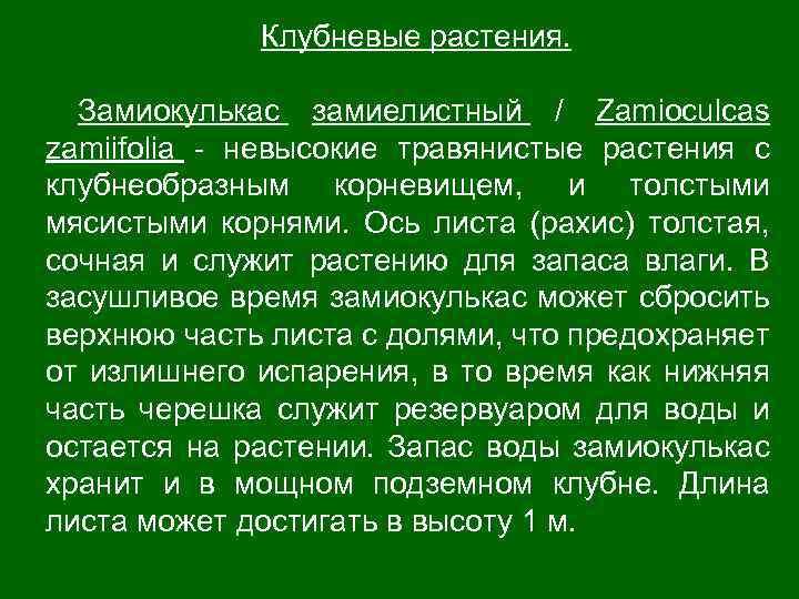 Клубневые растения. Замиокулькас замиелистный / Zamioculcas zamiifolia - невысокие травянистые растения с клубнеобразным корневищем,