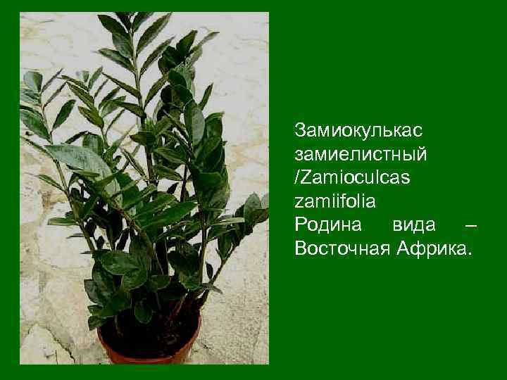 Замиокулькас замиелистный /Zamioculcas zamiifolia Родина вида – Восточная Африка. 