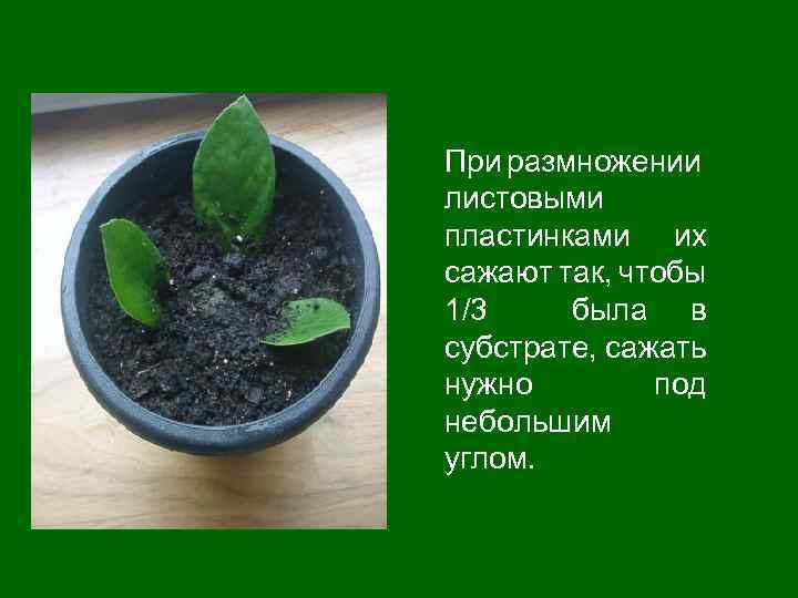 При размножении листовыми пластинками их сажают так, чтобы 1/3 была в субстрате, сажать нужно