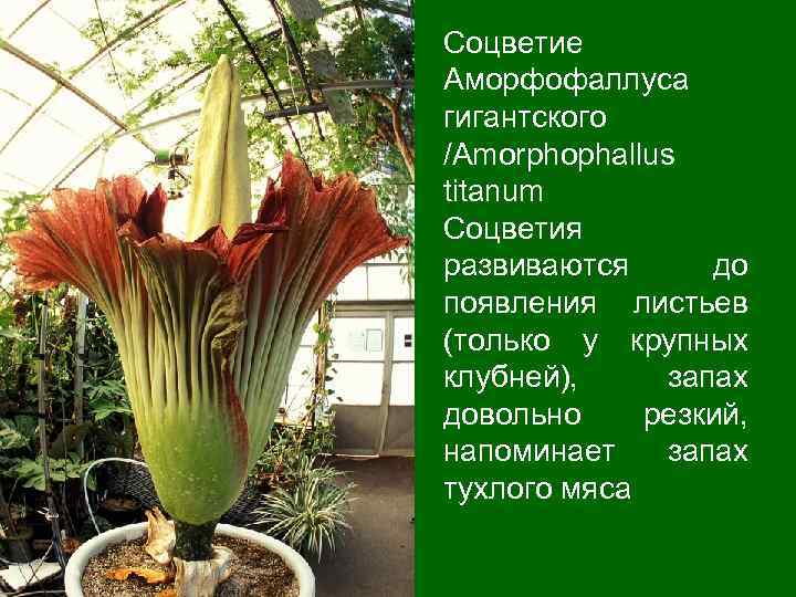 Соцветие Аморфофаллуса гигантского /Аmorphophallus titanum Соцветия развиваются до появления листьев (только у крупных клубней),