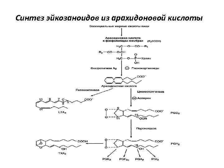 Синтез эйкозаноидов из арахидоновой кислоты 